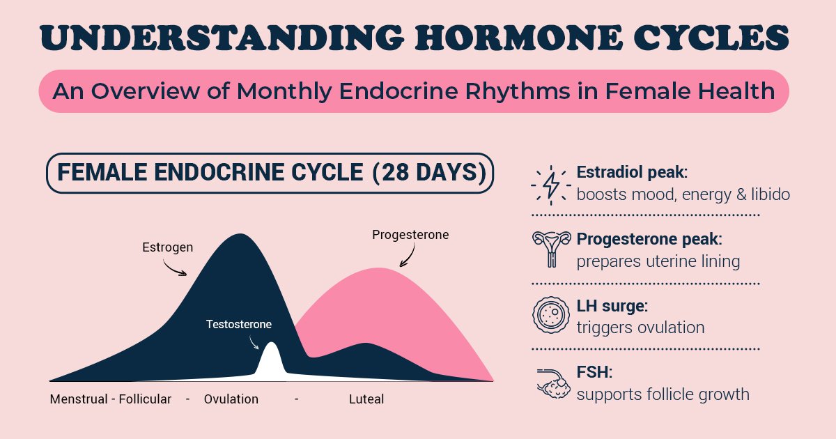 Understanding Hormone Cycles: A Simple Guide to the 28-Day Female Endocrine Rhythm