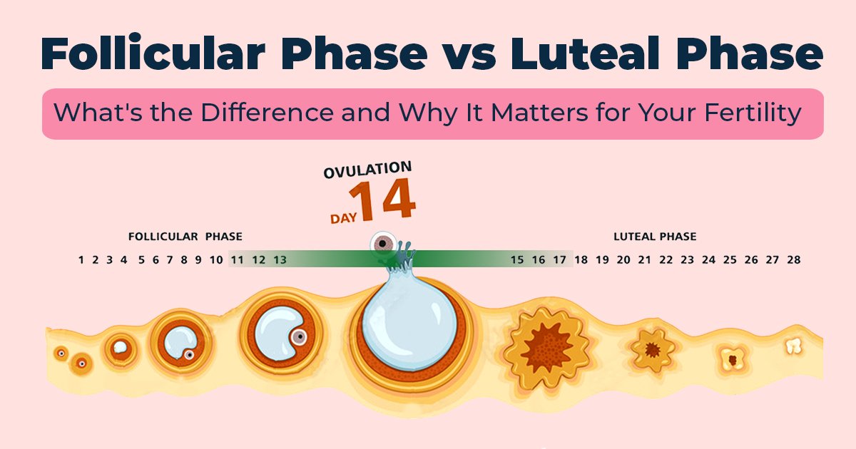 Follicular Phase vs Luteal Phase: What's the Difference and Why It Matters for Your Fertility